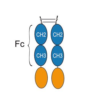 Experimental Validation Results for Efranarelaxin alfa